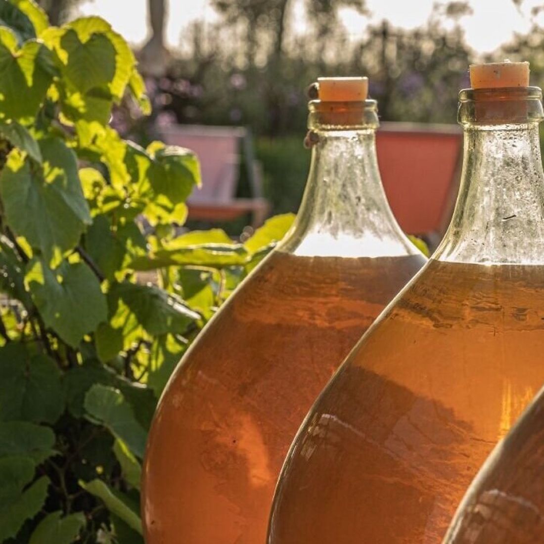 Tast de vins Tast de vins